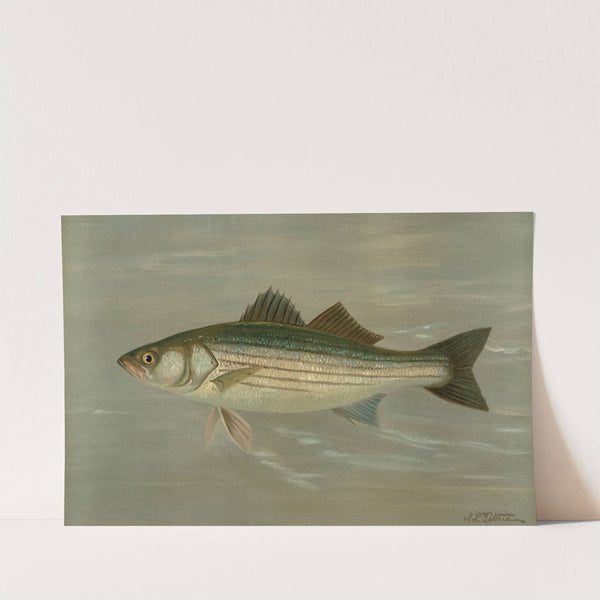 The Striped Bass, Roccus lineatus. by John L. Petrie