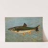 The Striped Mullet, Mugil brasiliensis. by John L. Petrie