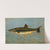 The Striped Mullet, Mugil brasiliensis. by John L. Petrie