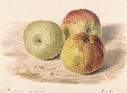 The Summer Lodden, Sept. 1832; A Still Life Study of Three Apples — size preview