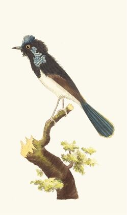 The SUPERB WARBLER (1789-1813)