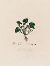 The Sweet Violet (1799–1810)