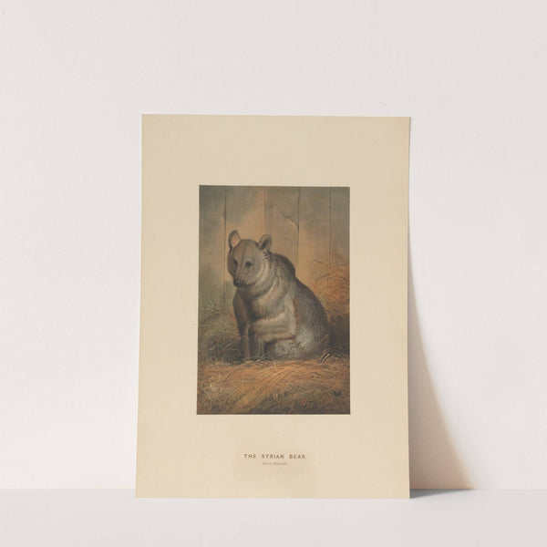 The Syrian Bear by Joseph Wolf