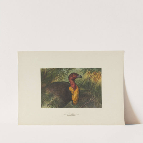 The Talegalla by Joseph Wolf