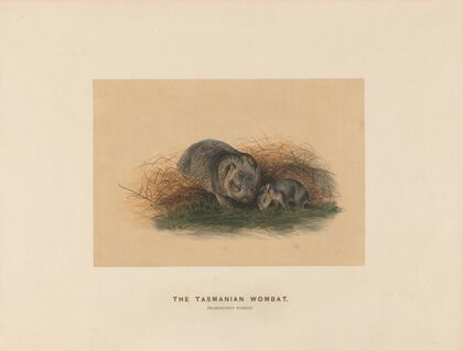 The Tasmanian Wombat