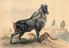 The Thar Goat