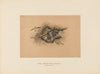 The Three-toed Sloth