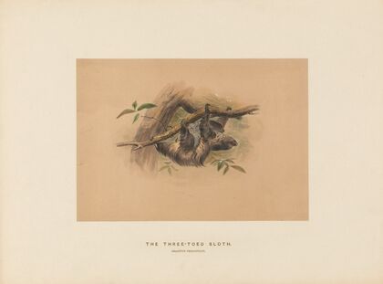 The Three-toed Sloth