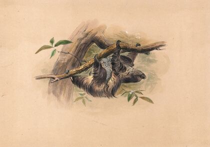 The Three-Toed Sloth