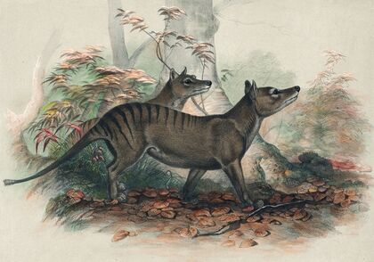 The Thylacine