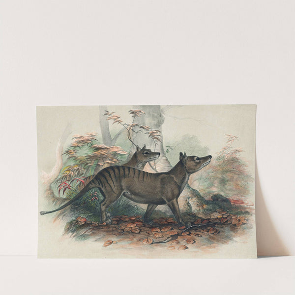 The Thylacine by Joseph Wolf