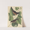 The Towhe Bird (Fringilla erythrophthalma) by Mark Catesby