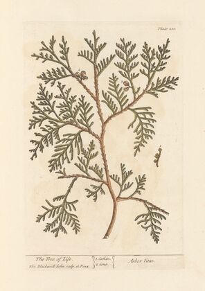 The tree of life