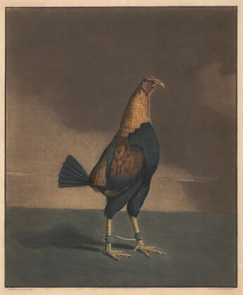 The Trimm’d Cock (1835)