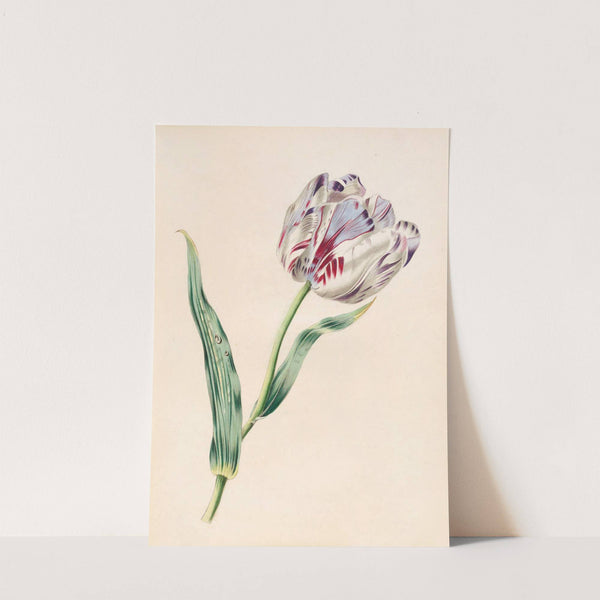 The Tulip by James Ackerman