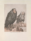 The Two Eagles (1916-1917)