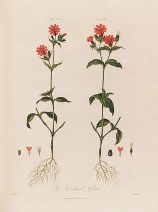 The Two-housed Lychnis (1799–1810)