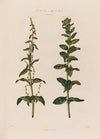 The Two Sexes on different Plants. Spinach. (1799–1810)