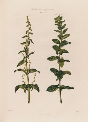 The Two Sexes on different Plants. Spinach. (1799–1810)