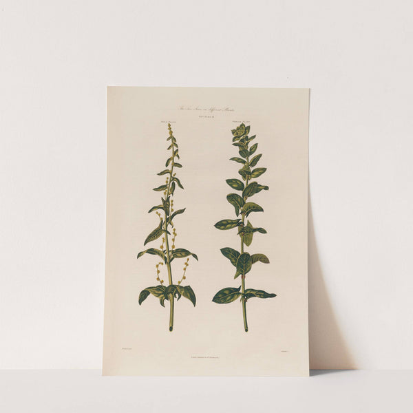 The Two Sexes on different Plants. Spinach. (1799–1810) by Robert John Thornton