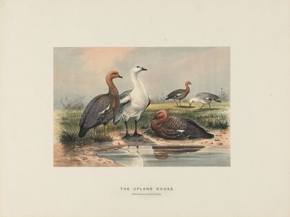 The Upland Goose