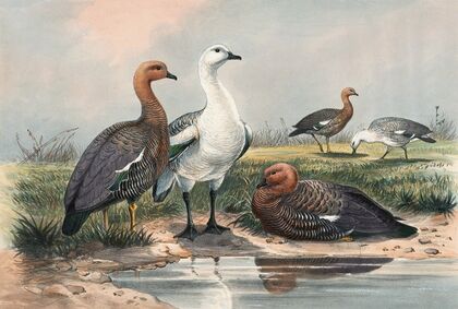The Upland Goose