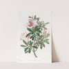 The Variegated Chinese Azalea by Sydenham Edwards