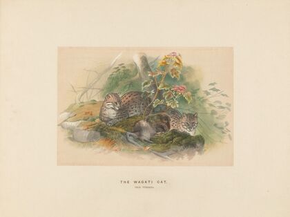 The Wagati Cat