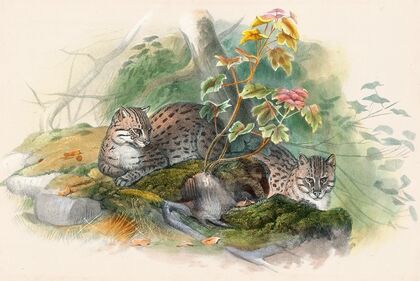 The Wagati Cat
