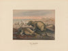 The Walrus