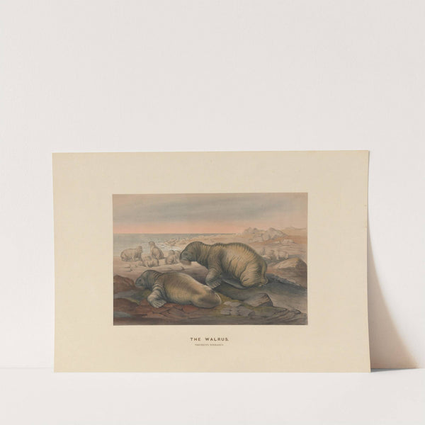 The Walrus by Joseph Wolf