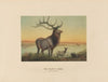 The Wapiti Deer