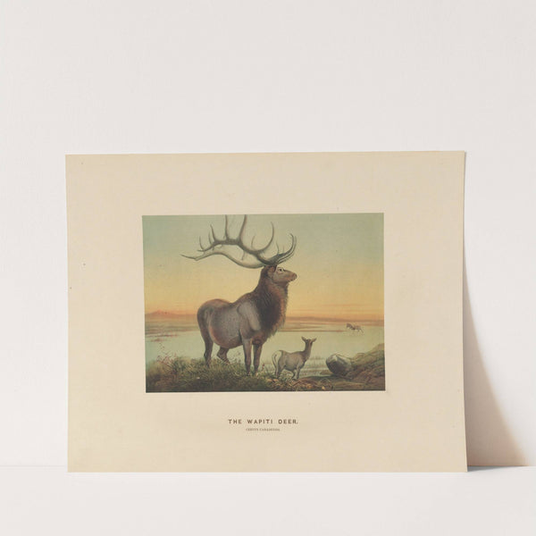 The Wapiti Deer by Joseph Wolf