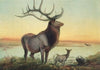 The Wapiti Deer
