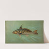 The Weakfish or Squeteague, Cynoscion regale. (1898) by John L. Petrie