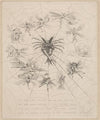 The Web