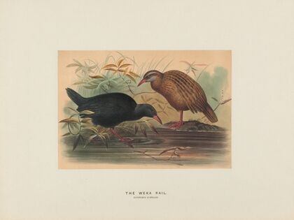 The Weka Rail
