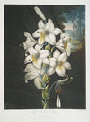 The White Lily, With Varigated-Leaves.