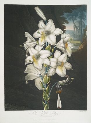 The White Lily, With Varigated-Leaves.
