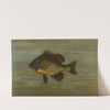 The White or Silver Bass, Roccus chrysops. by John L. Petrie