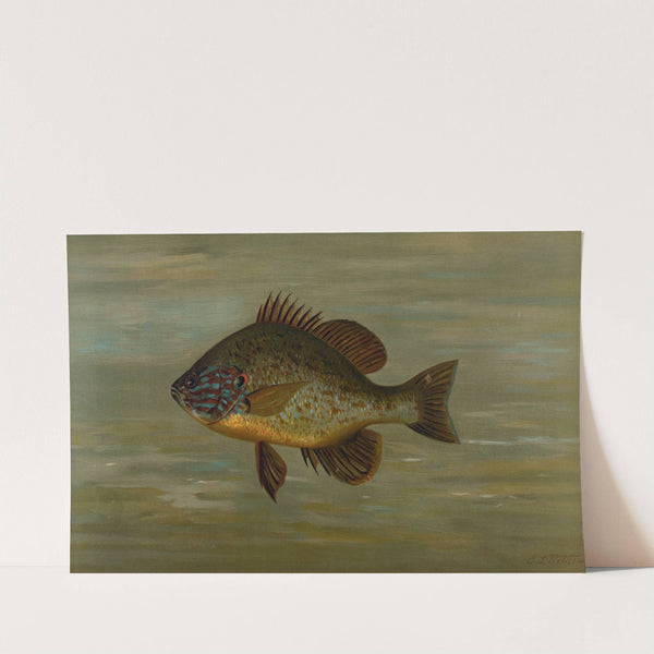 The White or Silver Bass, Roccus chrysops. by John L. Petrie