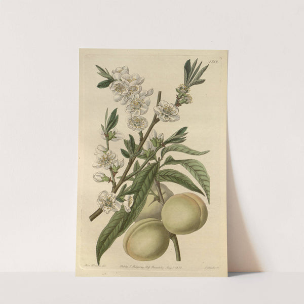 The White Peach by Sydenham Edwards