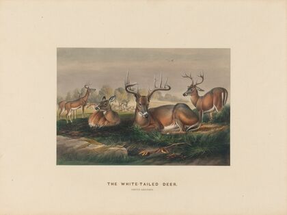 The White-tailed Deer