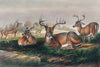 The White-Tailed Deer