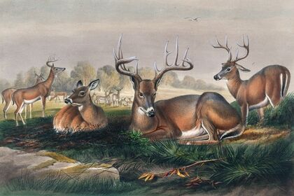 The White-Tailed Deer