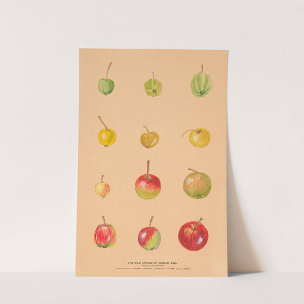 The Wild Apples of Middle Asia by Nikolai Ivanovich Vavilov