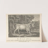 The Wild Bull, of the Ancient Caledonian Breed, Now in the Park, at Chillingham-Castle, Northumberland by Thomas Bewick