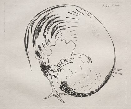 The Wild Rabbit