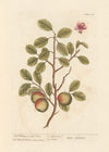 The wilding or crab tree