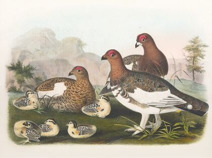 The Willow Grouse